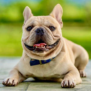 Bundle Builder: New Bark Box 10Kg Dog - 1.4Kg Fresh Food