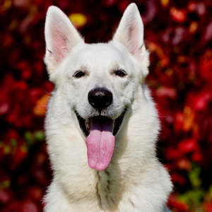 Bundle Builder: New Wolf Pack 35 kg dog - 5.9 kgs Fresh Food