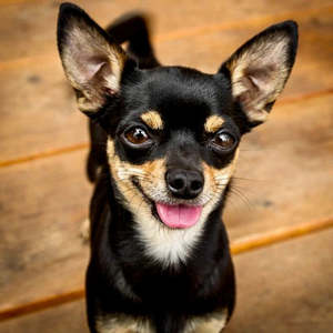 Bundle Builder: New Sub-Woofer 5Kg Dog - 700g Fresh Food