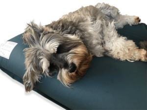Pets: SupportApet PureGuard Wipeable Buckwheat Husk Pet Bed