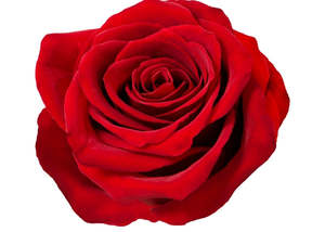 Frontpage: Rose Essential Oil