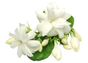 Frontpage: Jasmine Essential Oil