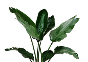 Davana Essential Oil