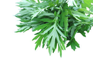 Frontpage: Mugwort Essential Oil