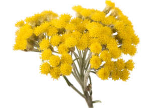 Helichrysum Essential Oil
