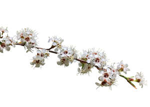 Kānuka Essential Oil