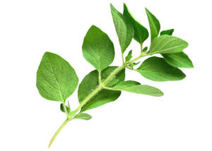 Frontpage: Oregano Essential oil