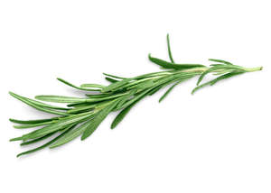 Thyme (white) Essential oil