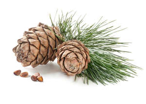 Frontpage: Cedarwood Essential Oil