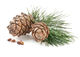 Cedarwood Essential Oil