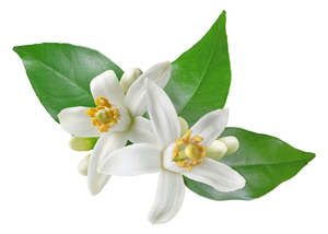 Frontpage: Neroli Essential Oil