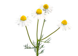 Frontpage: Chamomile (German) Essential Oil