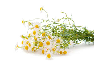 Chamomile (Roman) Essential Oil