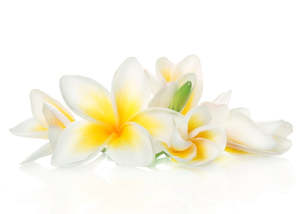 Frangipani Essential Oil