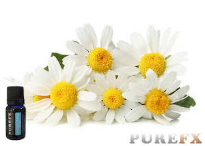 Aromatherapy: Chamomile (German) Essential Oil