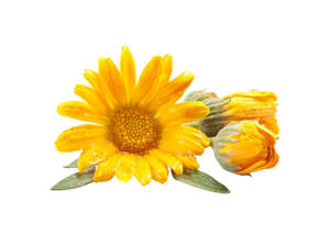 Carrier Oils 1: Calendula Infused Oil