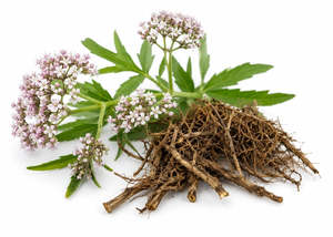 Frontpage: Valerian Essential Oil