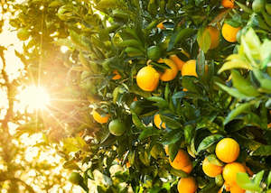 Fragrance Oils: Golden Hour Fragrance Oil