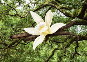 Fragrance Oils: Vanilla & Oakmoss Fragrance Oil