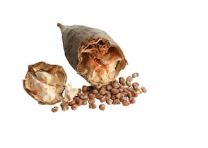 Carrier Oils 1: Baobab Oil