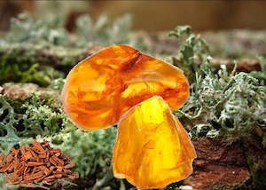 Earthy Fragrances: Oakmoss, Sandalwood & Amber Fragrance Oil