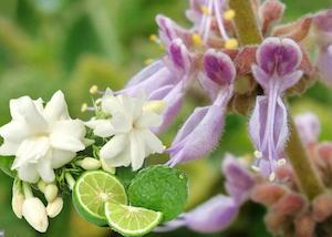 Bergamot & Patchouli Fragrance Oil