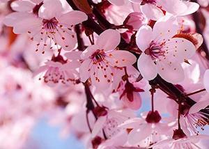 Cherry Blossom Fragrance Oil