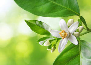 Clearance: CLEARANCE - Neroli Fragrance Oil