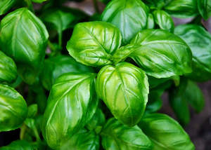 Clearance: CLEARANCE - Sweet Basil Fragrance Oil