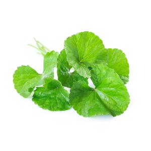 Extracts: PlantæDerMX NZ Gotu Kola Extract