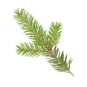 New: Douglas Fir, New Zealand – Essential Oil