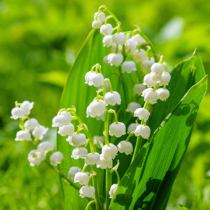 New: Lily of the Valley Fragrance