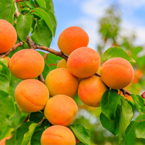 New: Apricot Grove Fragrance