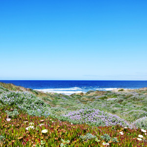New Fragrances 1: Pacific Coast Natural Fragrance