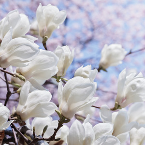 New Fragrances 1: Bianco Blooms Natural Fragrance