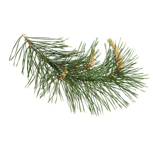 Google Shopping: Pine, Scotch Essential Oil