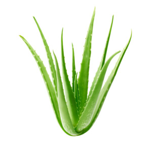 Aloe Vera Gel