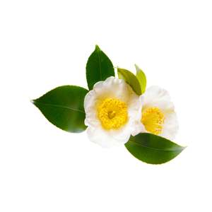 Bakuchiol Facial Oil: Camellia Oil, Organic