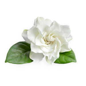 Ingredients 1: Gardenia Cellular Extract