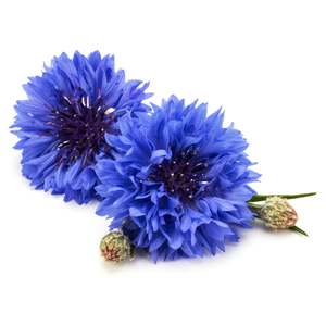 Ingredients 1: Cornflower Cellular Extract