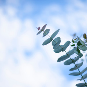 Fragrance Oils: Clear the Air Natural Fragrance