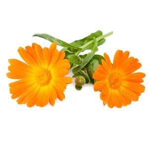 Calendula 1: Calendula Infused Oil, Organic