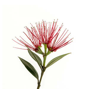 Organic Bioactives: PlantæDerMX® Pohutukawa Bark Extract