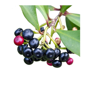 Maqui Berry Oil