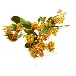 Organic Bioactives: PlantæDerMX® Kumerahou Extract
