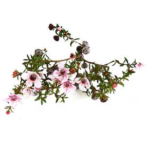 ManukaDerMX Manuka Leaf Oil Extract