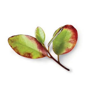 Organic Bioactives: PlantæDerMX® Horopito Leaf Extract