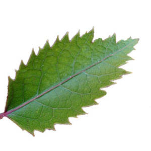 Organic Bioactives: PlantæDerMX® Hoheria Leaf Extract