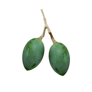 Google Shopping: Nangai Oil