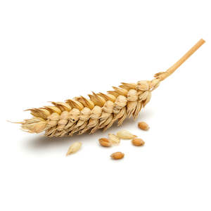 Google Shopping: Wheat Germ Oil, Unrefined - Limited Stock